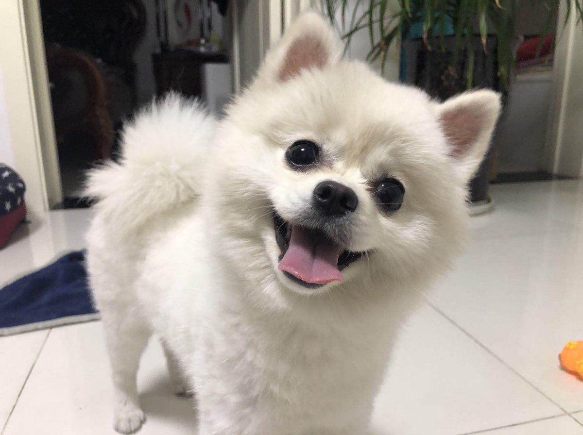 Matt01280128's tweet image. The happiest boy in the house. Living for this sweet smile.#petparent #fluffybaby #doggo #happypup