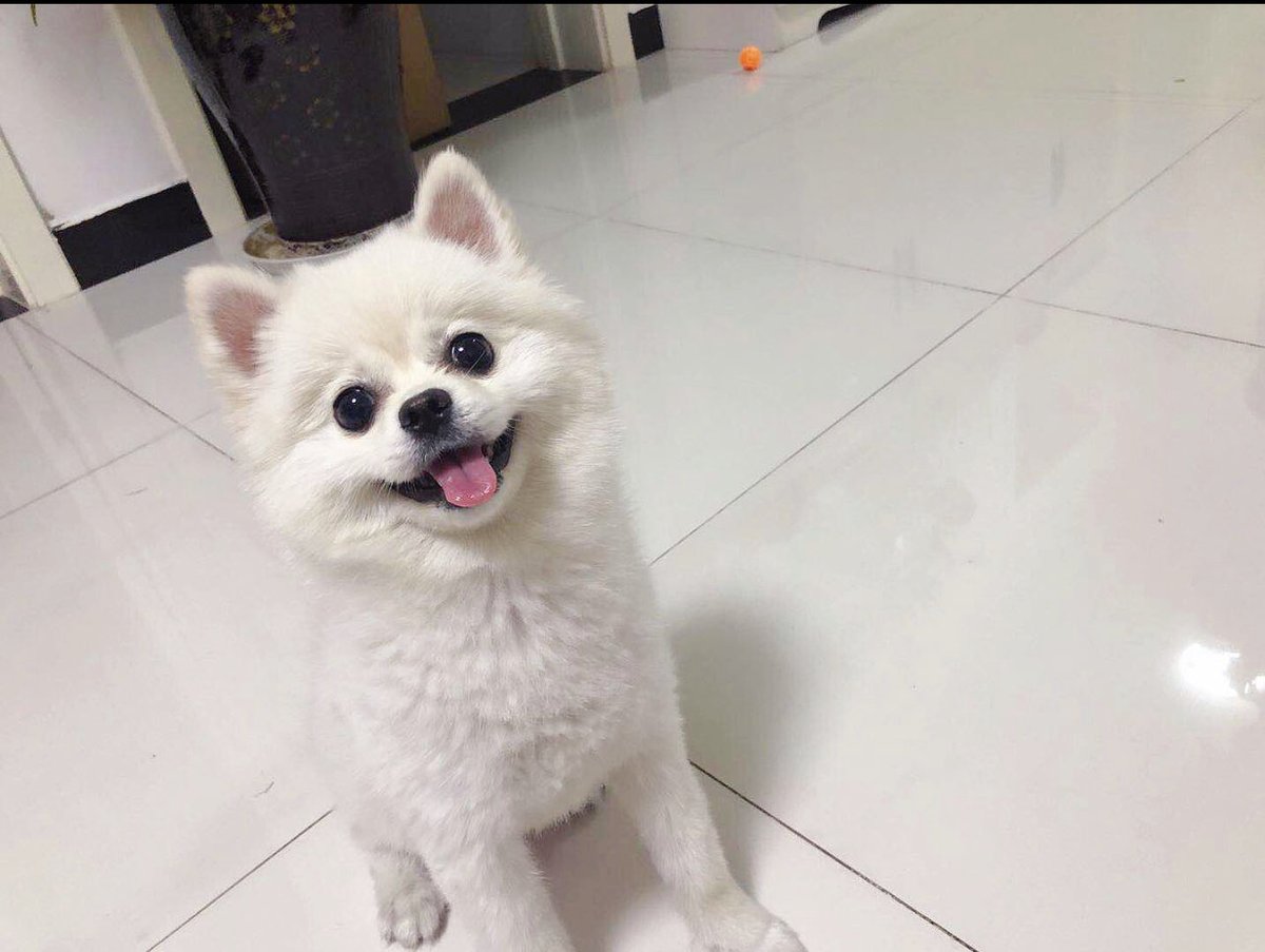 Matt01280128's tweet image. The happiest boy in the house. Living for this sweet smile.#petparent #fluffybaby #doggo #happypup