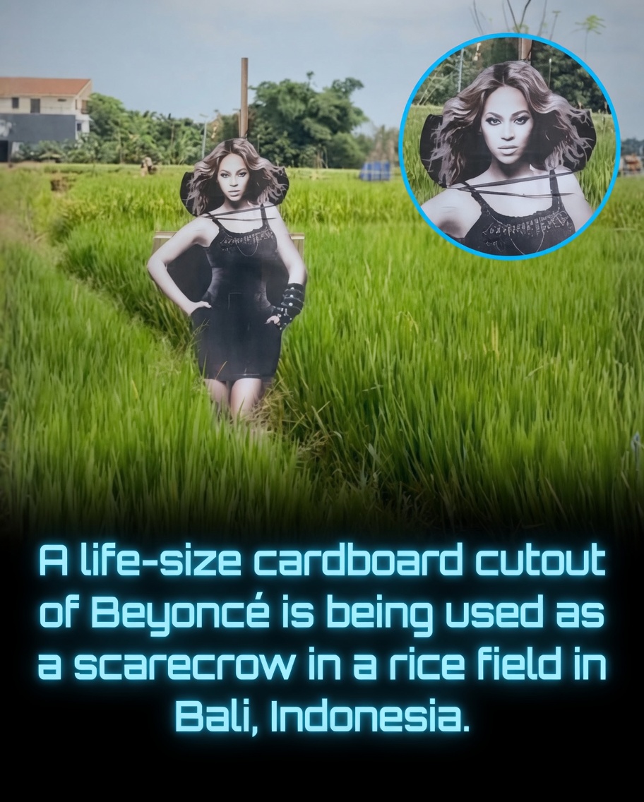 A life-size cardboard cutout of Beyoncé has become an unlikely viral ...