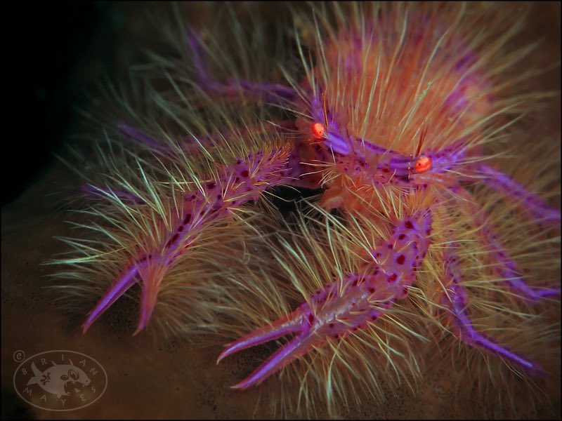 CarmineWilding's tweet photo. Animal of the Day:

Pink Hairy Squat Lobster!

Look at this adorable, hairy little gem!! Their other common name is fairy crab and they do look like magical little sea pixies!

So why do they look like an underwater Earring Magic Ken doll?

First, they live in Indo-Pacific… https://t.co/BFPlRwUZri