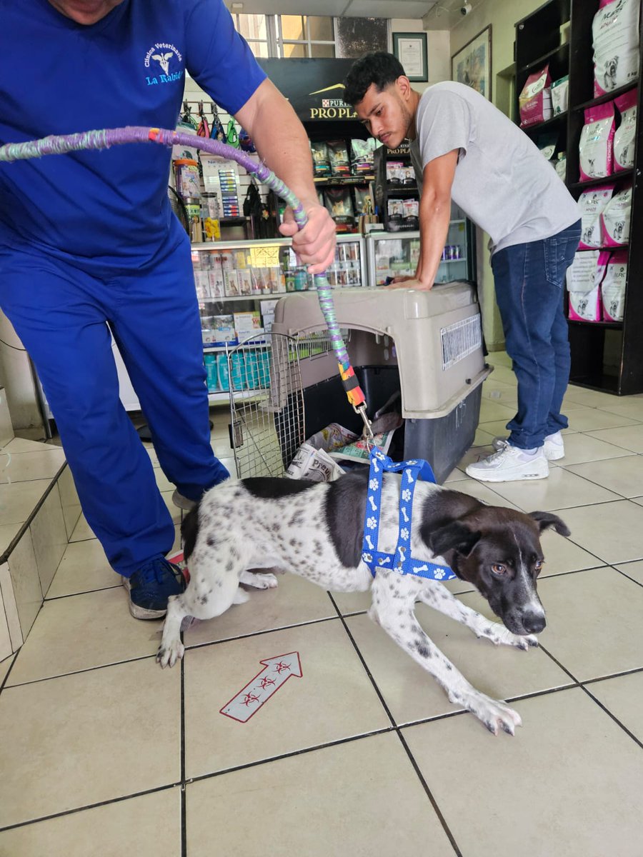 Servicio Social ✅️ 
🆘HOY UNA BUENA PERSONA ME LLEVÓ A VETERINARIA LA RABIDA SOLO EN LA CALLE HE VIVIDO Y VUELVO A ELLA EL PRÓXIMO LUNES SI NADIE ME DA UN HOGAR !!

Este día me paso algo muy lindo me trasladarón a la Veterinaria para esterilizarme, nunca había salido del lugar