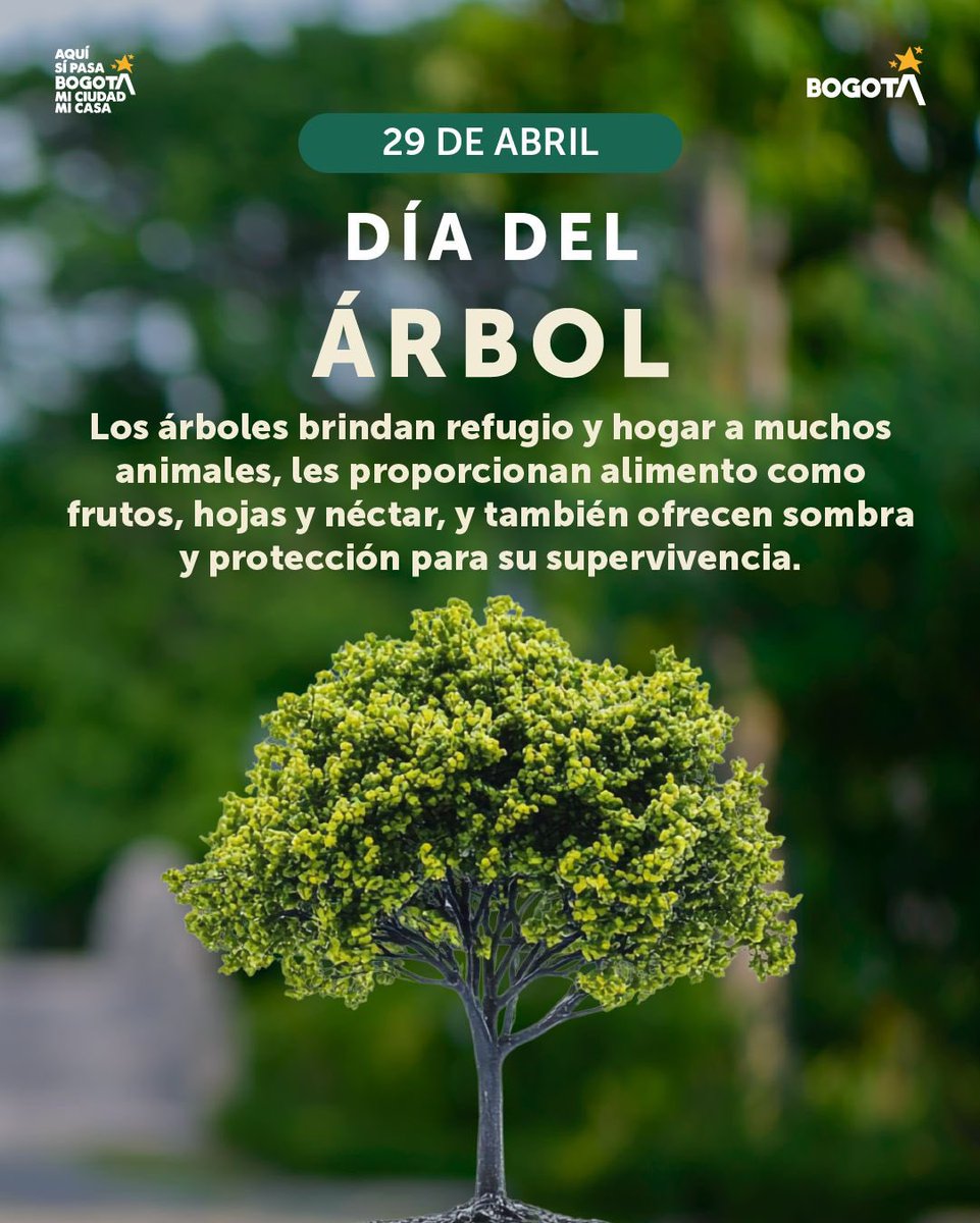 🌳🌳¡Bogotá respira!✨

Hoy #DíadelÁrbol invitamos a todos a cuidar nuestros pulmones urbanos que son hogar para cientos de especies y fuente de vida, de alimento, sombra y protección en la ciudad.

¡Celebremos juntos cuidando los árboles y la biodiversidad de Bogotá!🍃