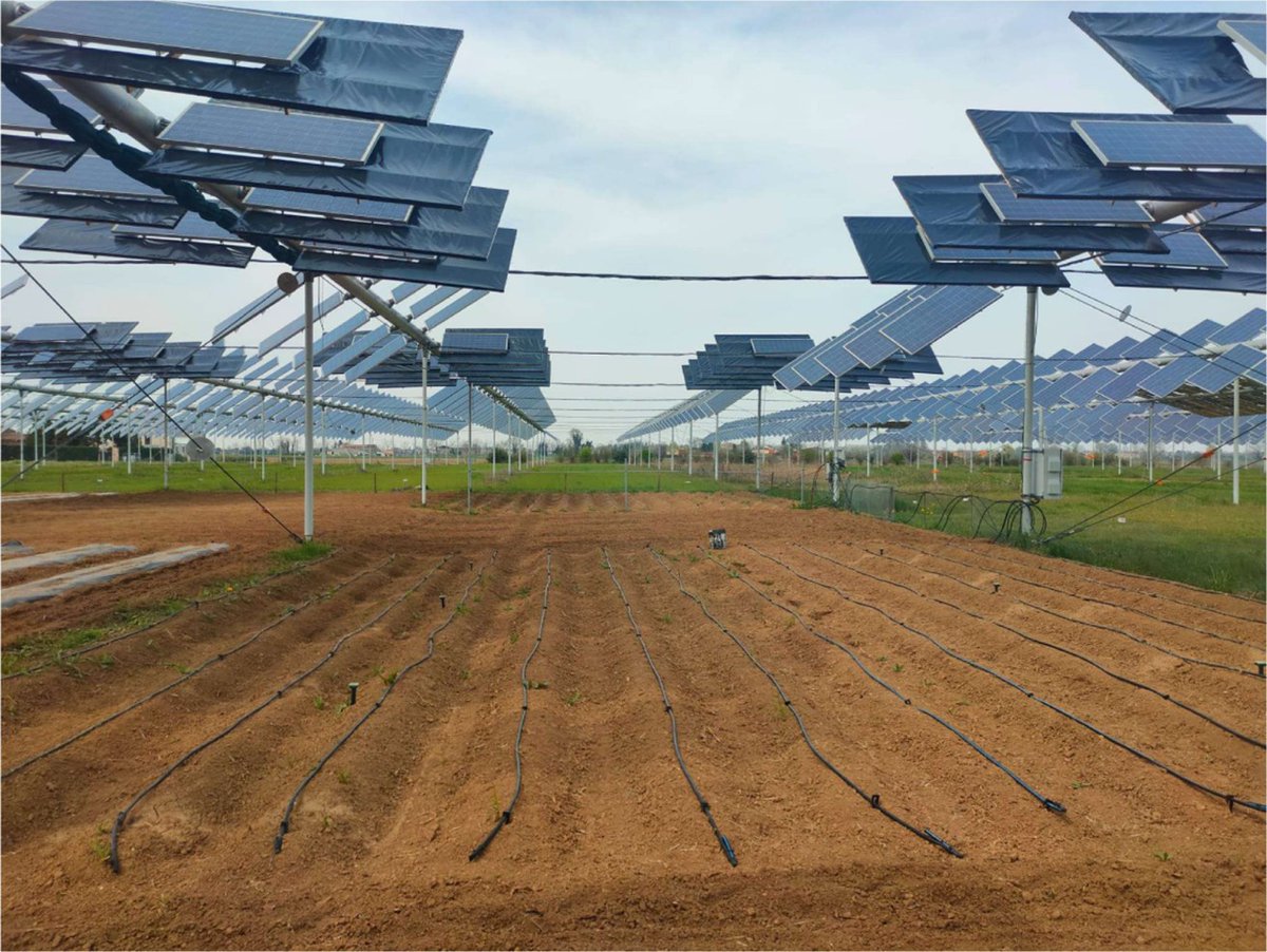 BovietSolarTech's tweet photo. BOVIET SOLAR | SOLAR ENERGY INSIGHT 
 Multi-Year Study Shows Agrivoltaics Can Support Healthy Potato Yields
A recent four-year field study led by the Università Cattolica del Sacro Cuore in Northern Italy highlights the growing potential of agrivoltaics to support agricultural. https://t.co/R5etu0UmA8
