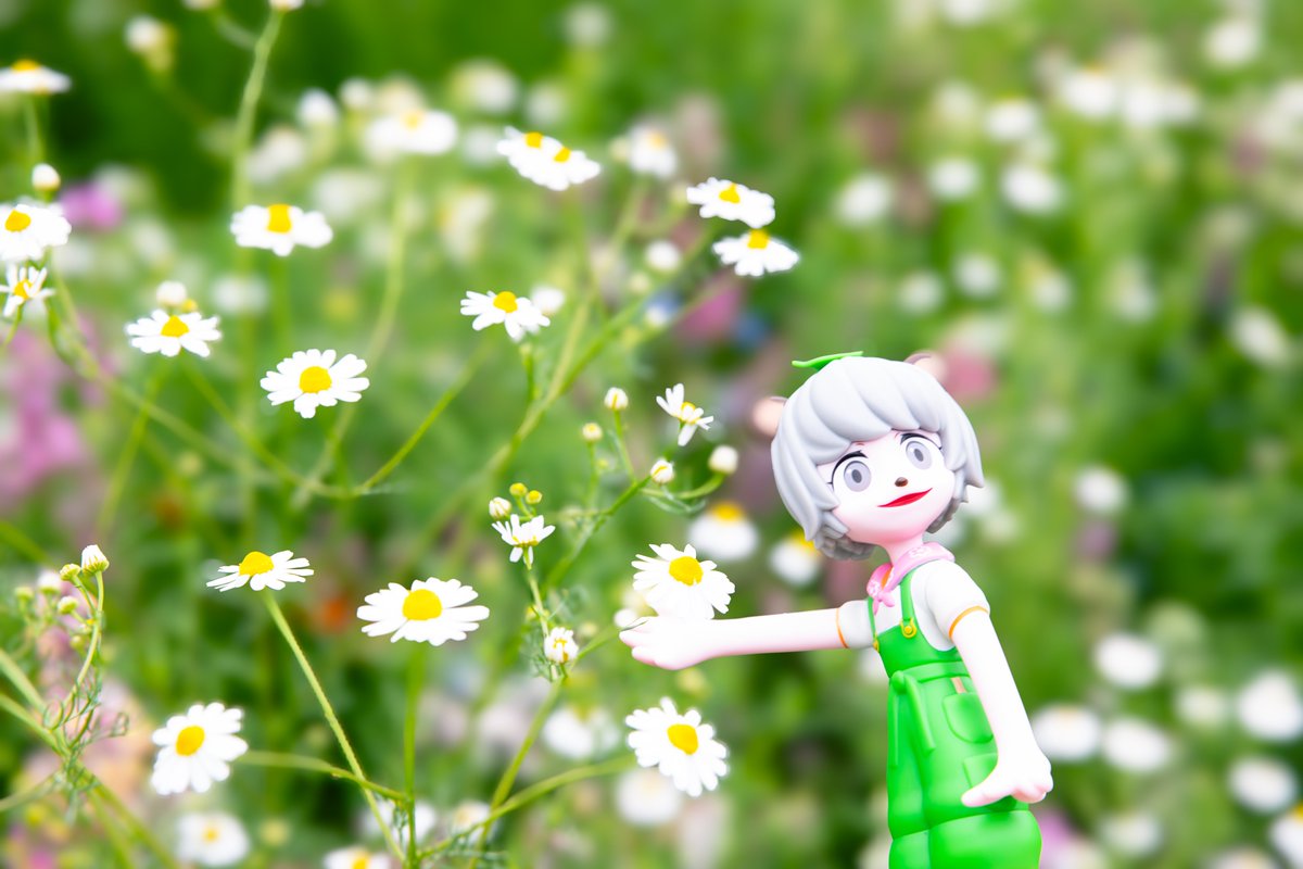 ikko_mashroom's tweet photo. 本日撮ったぽんぽこさんとお花の写真です
撮っていて非常に楽しい被写体なので非常にオススメです https://t.co/AMAwaPStjf
