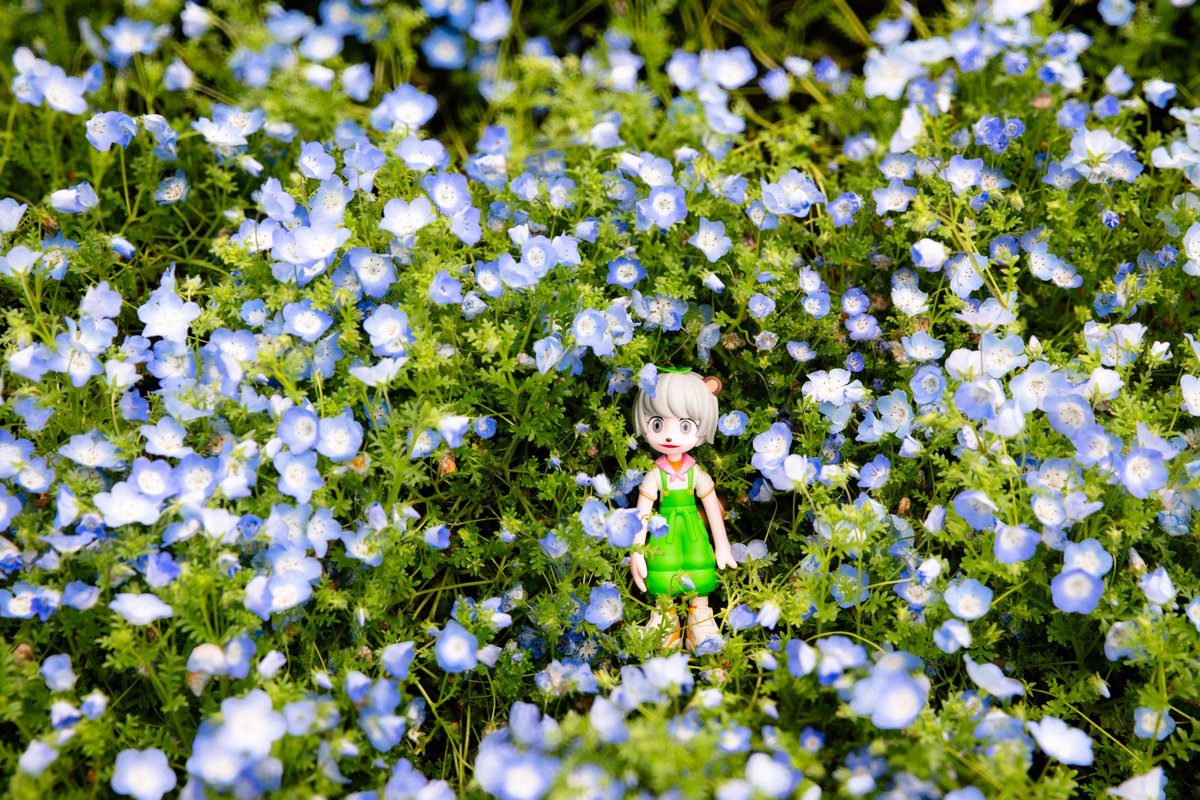 ikko_mashroom's tweet photo. 本日撮ったぽんぽこさんとお花の写真です
撮っていて非常に楽しい被写体なので非常にオススメです https://t.co/AMAwaPStjf