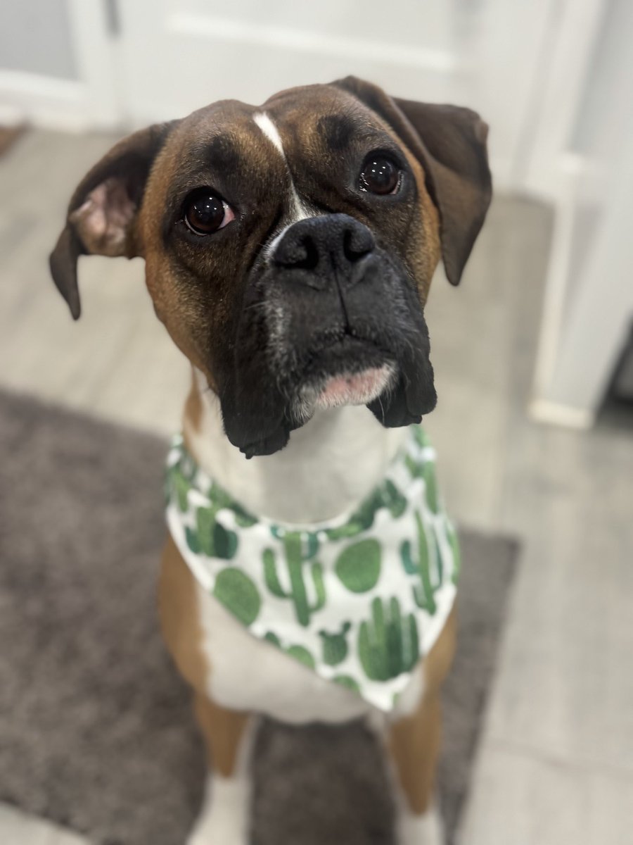 Bark & Beyond®️🇺🇸 tweet media