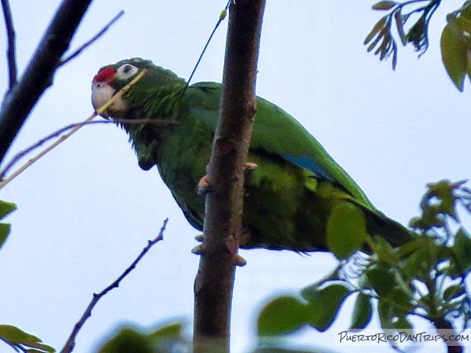 PRDayTrips's tweet image. Greetings from #PuertoRico - Amazona Vittata (from 2021) #estaesmiisla
