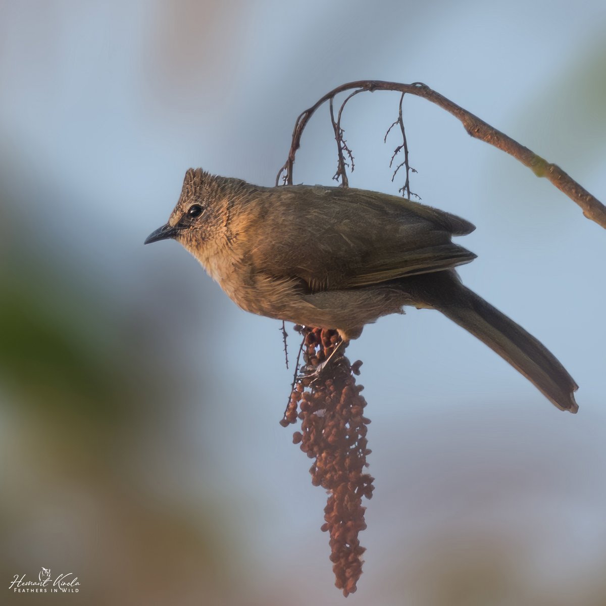 Feathers in Wild_Hemant Kirola tweet media