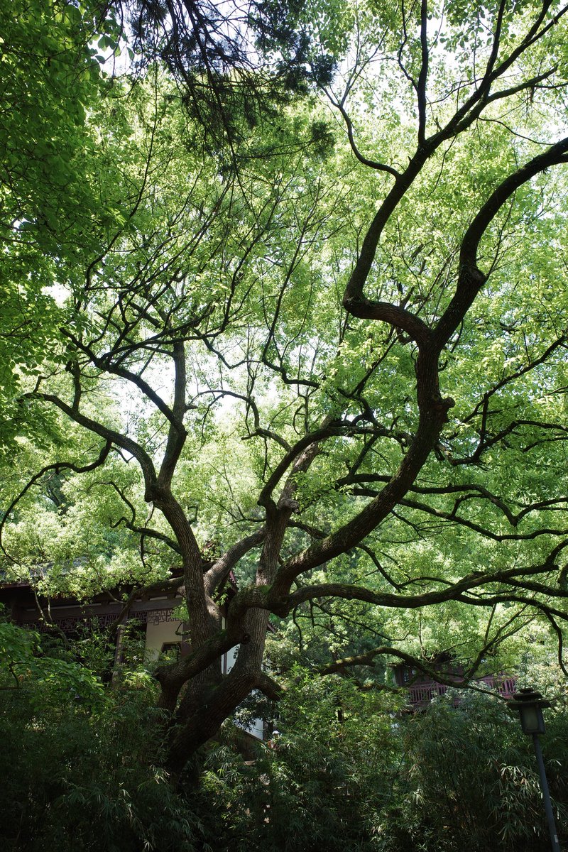 Ssssulu's tweet photo. Green https://t.co/OwJr0egoNc