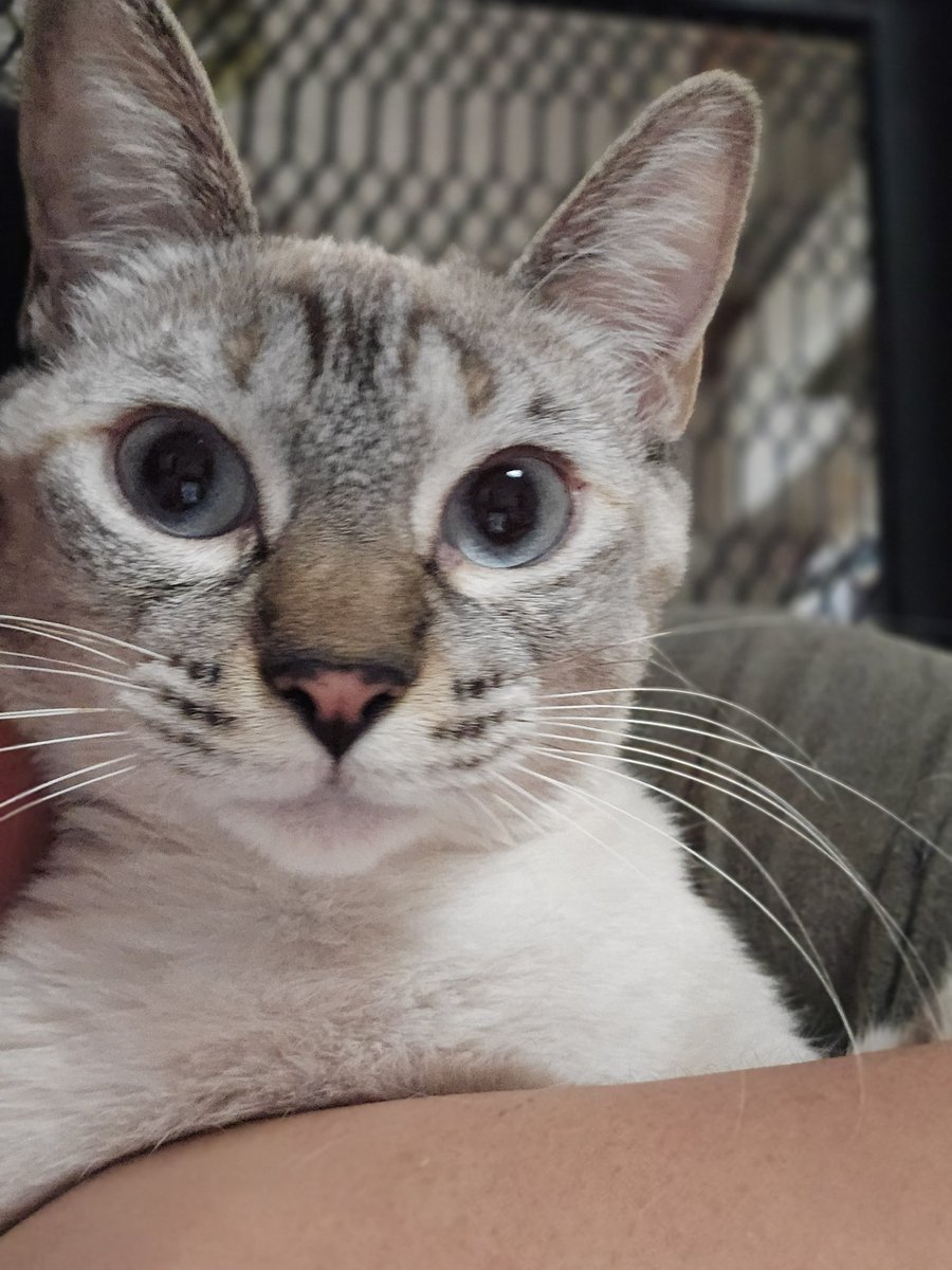 arca_satoshi's tweet photo. Michigente , ¿y si le ayudan a Felinita a encontrar su hogar? Por alguna razón, no ha sido fácil para ella y no entendemos el motivo si tiene absolutamente todo lo que una michipersona sueña. 🥰

Ya tiene su protocolos de salud completo, es súper sociable y soporta mis besos asi que puede soportar más besos,  jajaja. 😅

Info de adopción al WhatsApp 55 1935 9577 
#CDMX