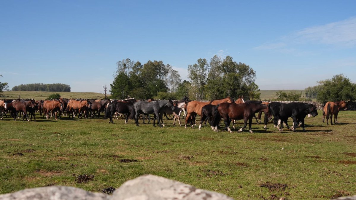 PlanAgro's tweet photo. 📌 11º Jornada "Conociendo a nuestros Ganaderos del Pastizal"🌿
📍Carumbé, Salto
🖼️👉 https://t.co/Zxxwp6hJyx

@AUGAP_2016 #AñoDeLosPastizalesYLosPastores @AlianzaPastizal @guaymiranbone13 #PlanAgro https://t.co/cougXW3qF4