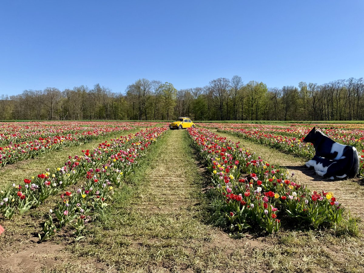 TateBasildon26's tweet image. So, is the cow waiting for the car to pass, or is the car waiting for the cow?

#spring #tulips