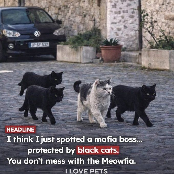 Tweets Of Cats (@tweetsofcats) on Twitter photo 