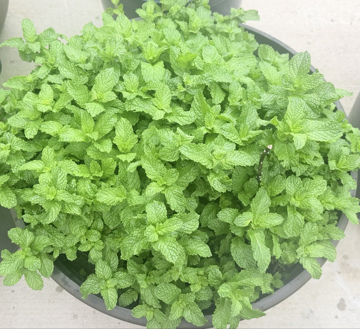 Josna2010's tweet image. Lush Green Mint 💚🍀
Spring time Joys....🙌🏻
#LittleJoys
#Spring