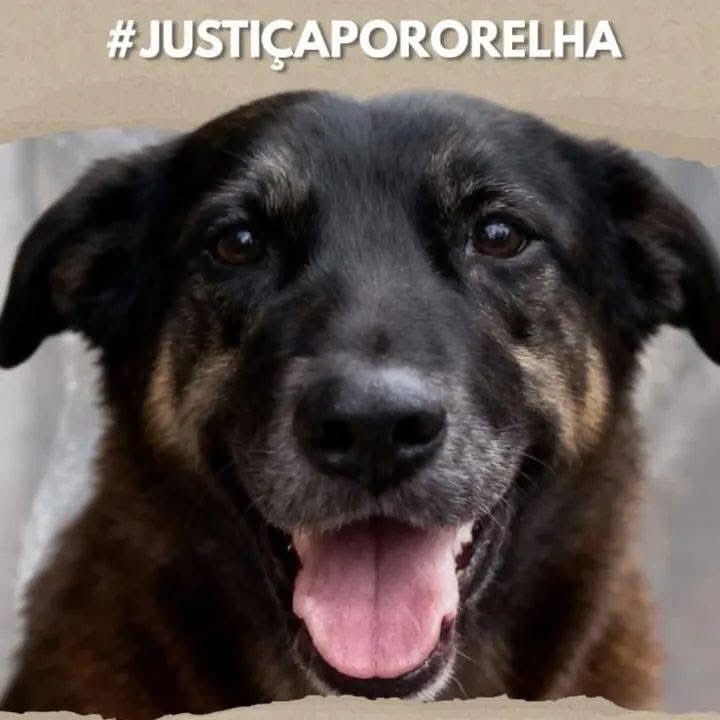 Não desistiremos. Não agora_ não depois_ não nunca.__Orelha não é só uma lembrança_ é dor que pulsa_ 
#justiçapororelha 
#justicapororelha