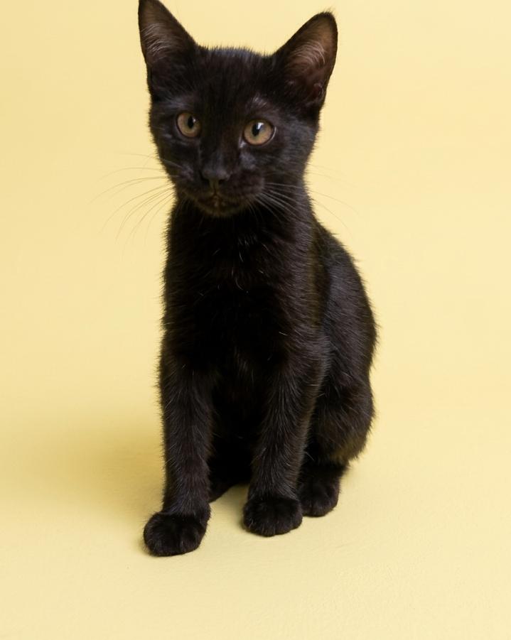 Alerta me perdi tweet media