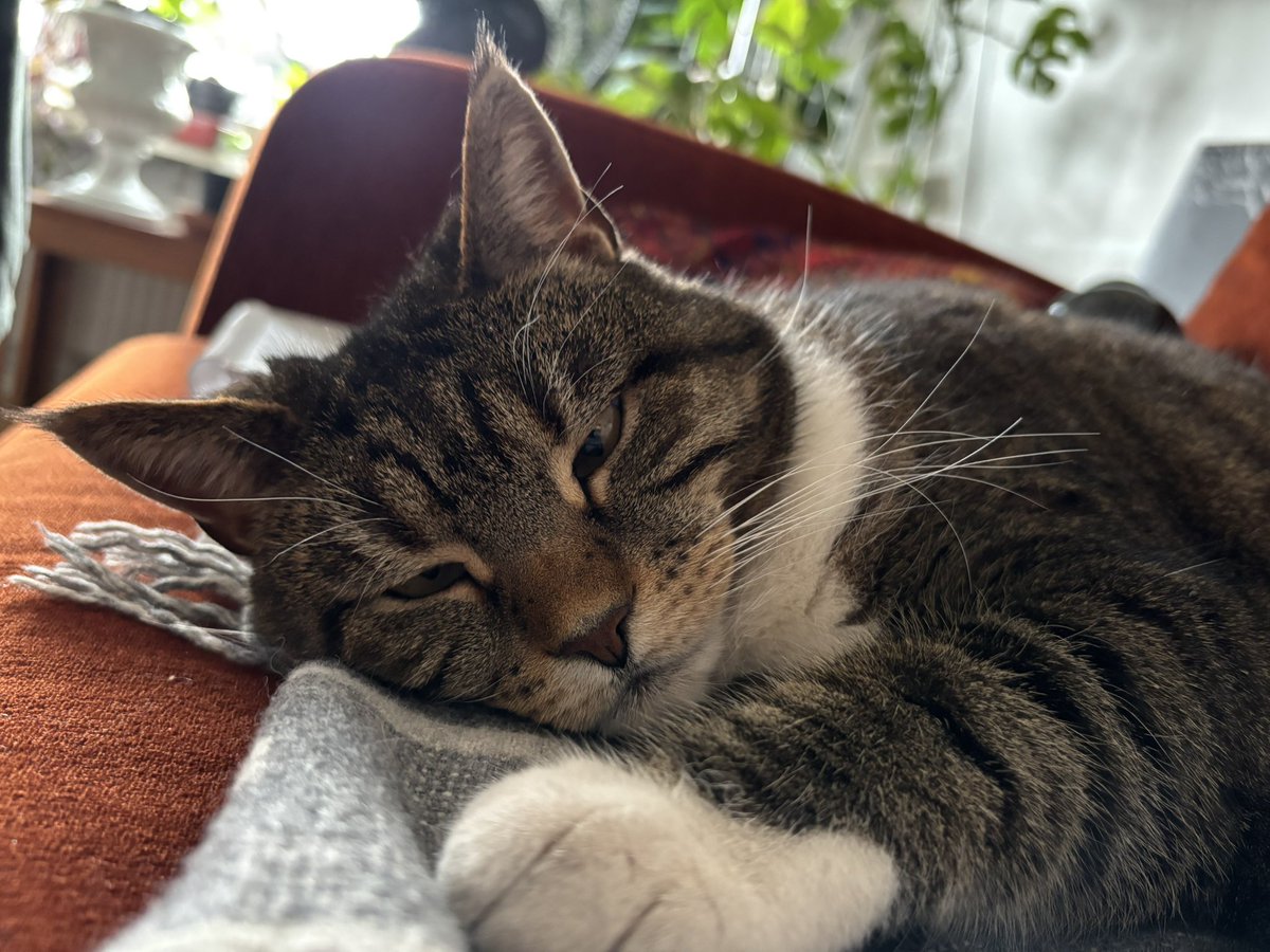 #dagensmiffo tweet media