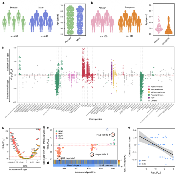 InfinityBioInc's tweet photo. How do factors like age and genetics shape our immune defense?

New study used antibody reactome profiling to map the human virome at unprecedented resolution. Reactivity data revealed how our "molecular diary" drives vaccine recall and autoimmune risk.

[https://t.co/QduAjKUhZH]

#Immunology #PrecisionMedicine #AntibodyReactomics #NatureImmunology