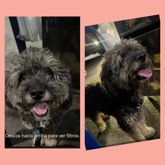 Atención Atención este hermoso perrito se encuentra resguardado ya que estaba perdido en propatria, ayudemos para que vuelva a su hogar contacto 04143703851.
Tiene una plaquita que dice Don Manolo y el teléfono de contacto que aparece en la plaquita no responde.