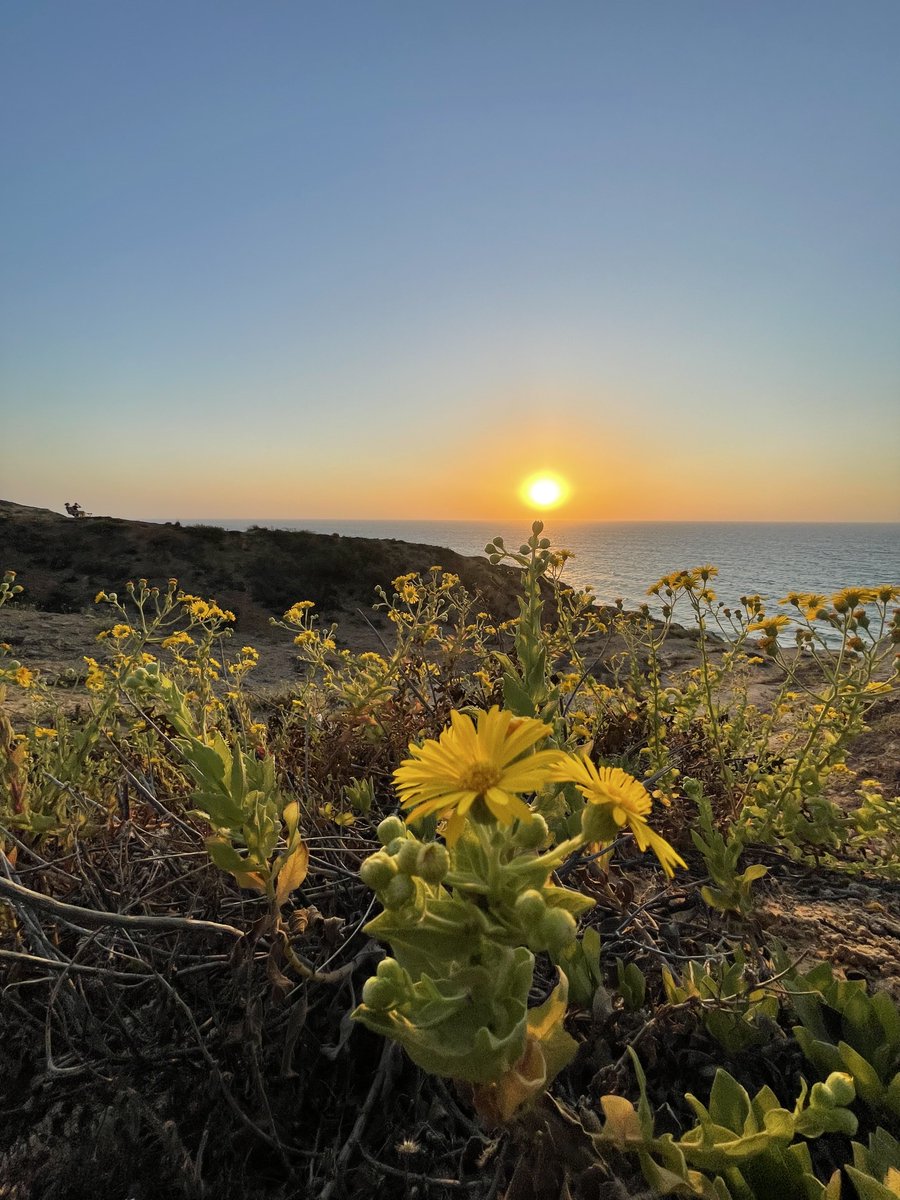 Osnat Hason tweet media