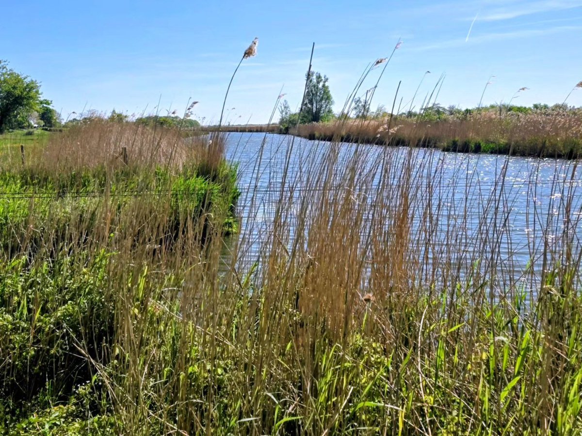 davevanbrenk's tweet image. Wandelrondje door de polder #Ooij #Nijmegen #aandewandel #ErOpUit