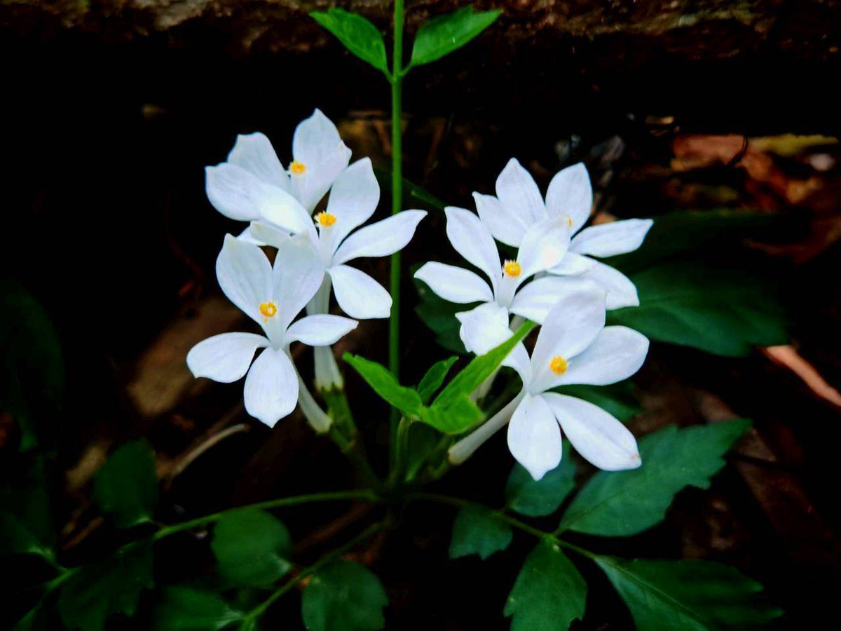 กรมอุทยานแห่งชาติ สัตว์ป่า และพันธุ์พืช tweet media