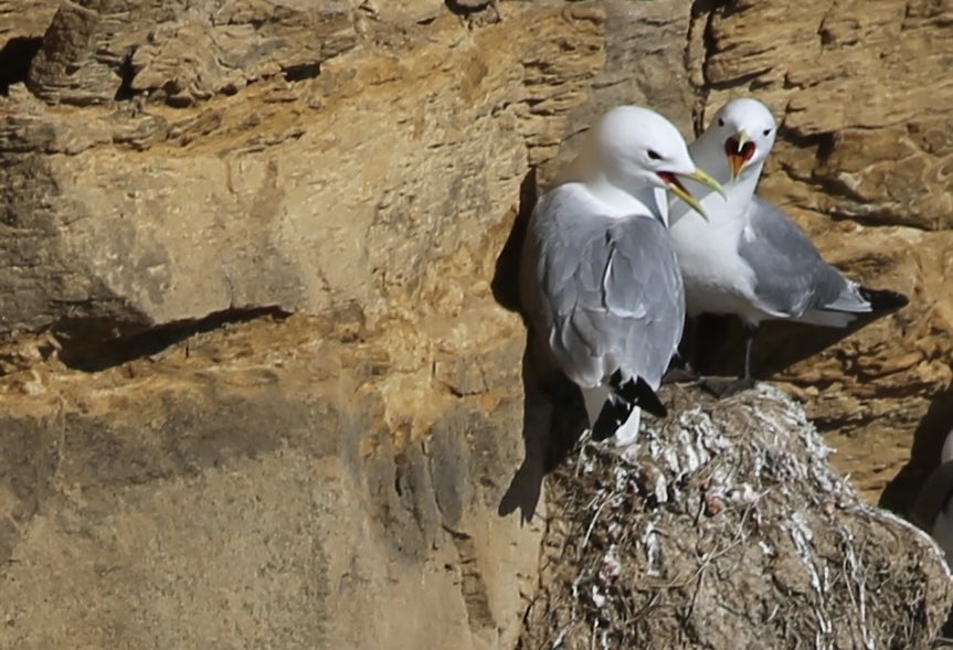 ed49dy's tweet photo. A swallow and kittiwakes, Whitby foghorn area today. https://t.co/XEL0HeWumU