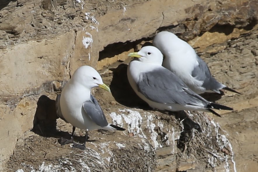 ed49dy's tweet photo. A swallow and kittiwakes, Whitby foghorn area today. https://t.co/XEL0HeWumU