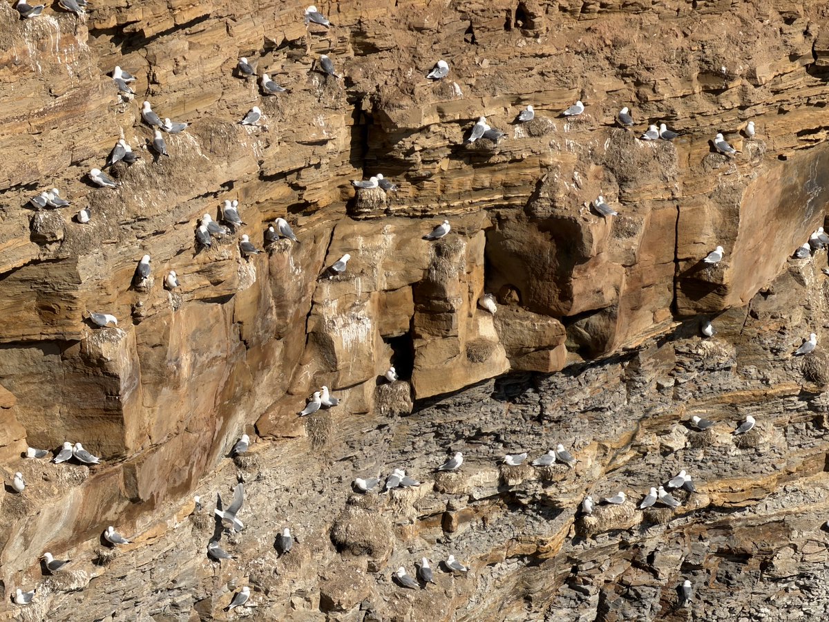 ed49dy's tweet photo. A swallow and kittiwakes, Whitby foghorn area today. https://t.co/XEL0HeWumU
