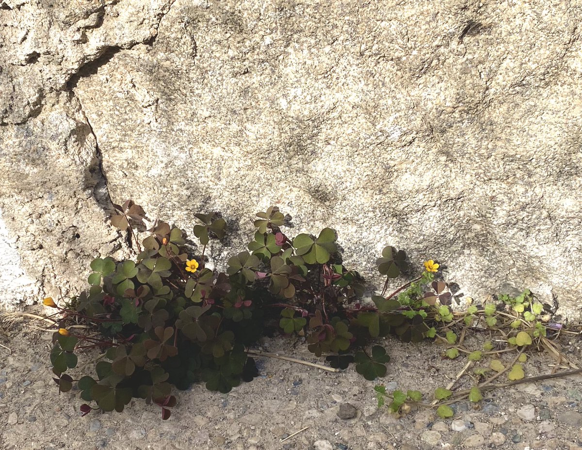 Olivier Clamaron tweet media