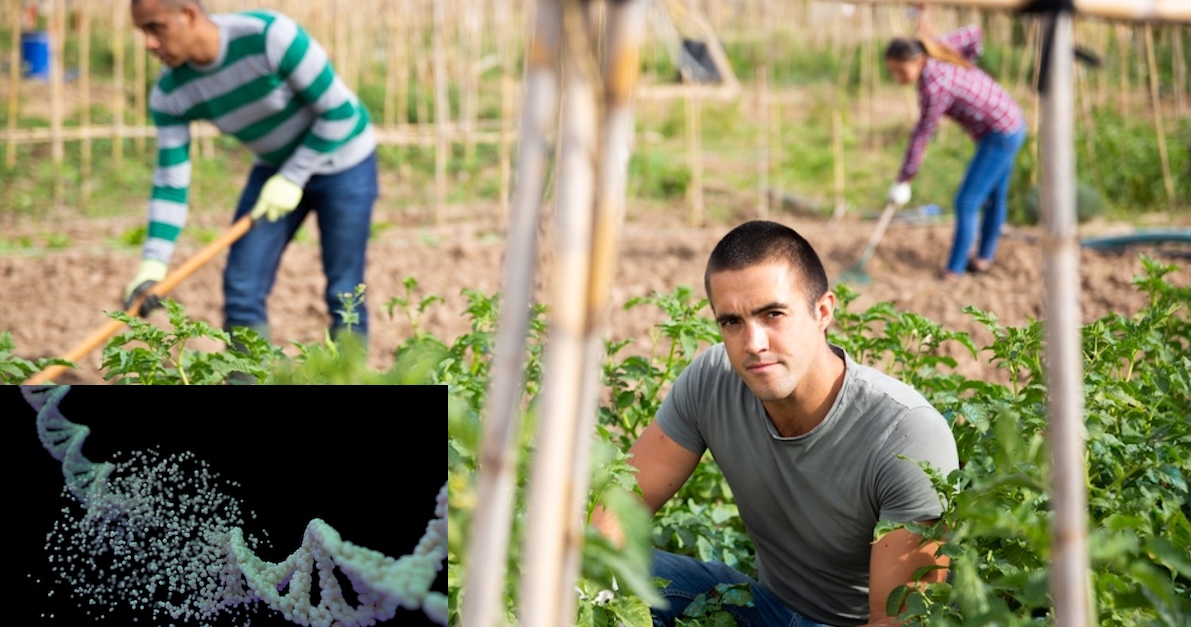 GMWatch's tweet image. Chile: Organisations criticise government over regulation of #GMO gene-edited crops. “The conservation of native seeds and food sovereignty are at risk.” gmwatch.org/en/106-news/la…