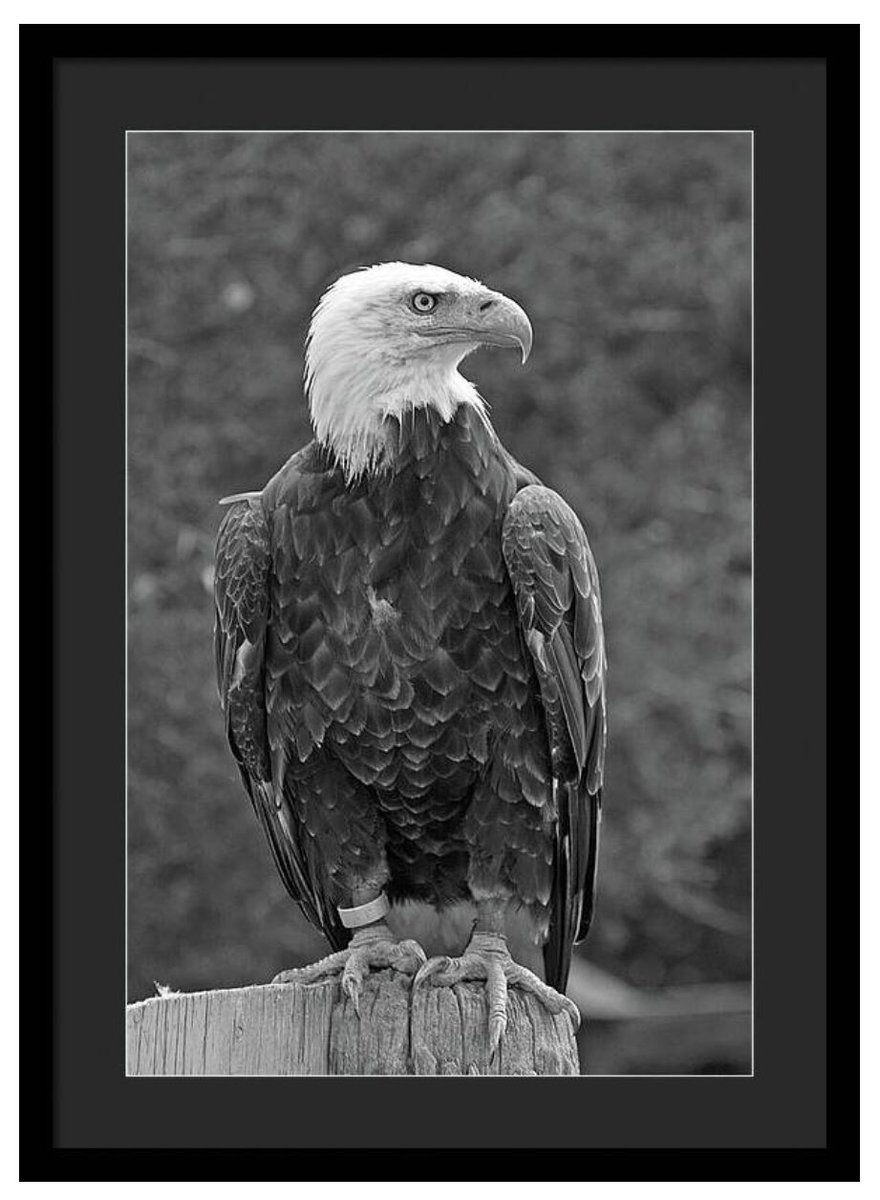shonna99784's tweet image. A majestic bald eagle stands tall on a wooden post, its piercing eyes gazing intently into the distance. The bird's impressive whit….🛒 ⬇️ 

Black and White Regal Bald Eagle Perched - Tottenham, Ontario shonnahawkinsphotography.com/featured/black…

#BlackAndWhite
#Monochrome
#BaldEagle
#Patriotic