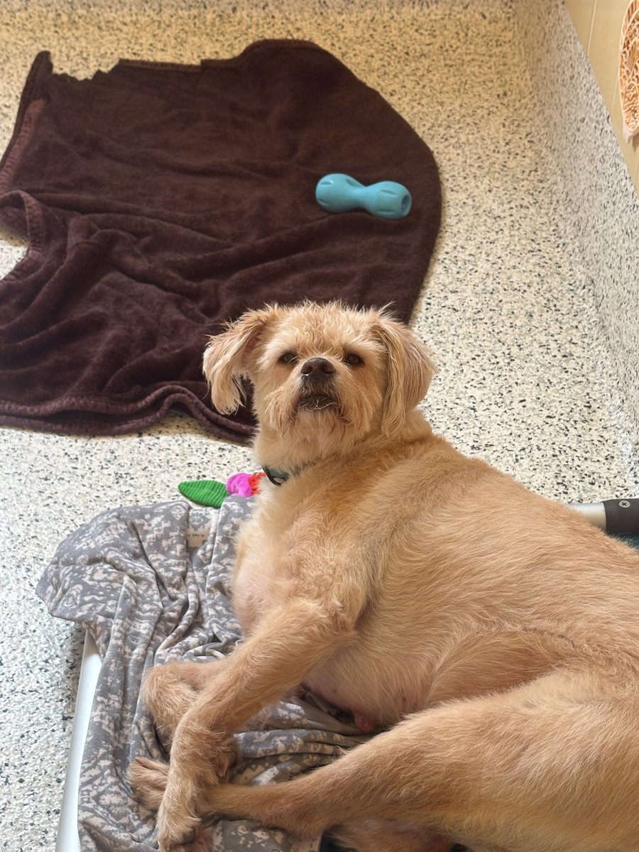 SA Humane Society tweet media