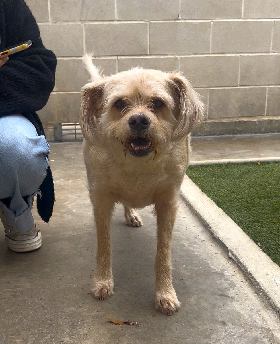 SA Humane Society tweet media