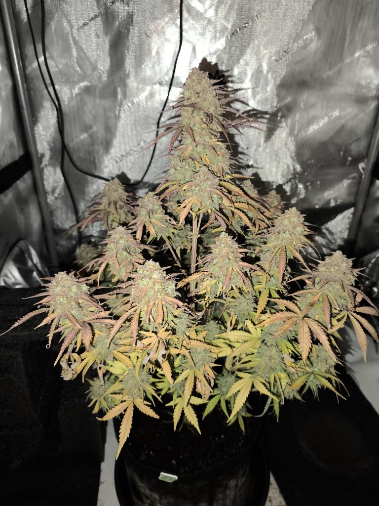 Grow Vlogs tweet media