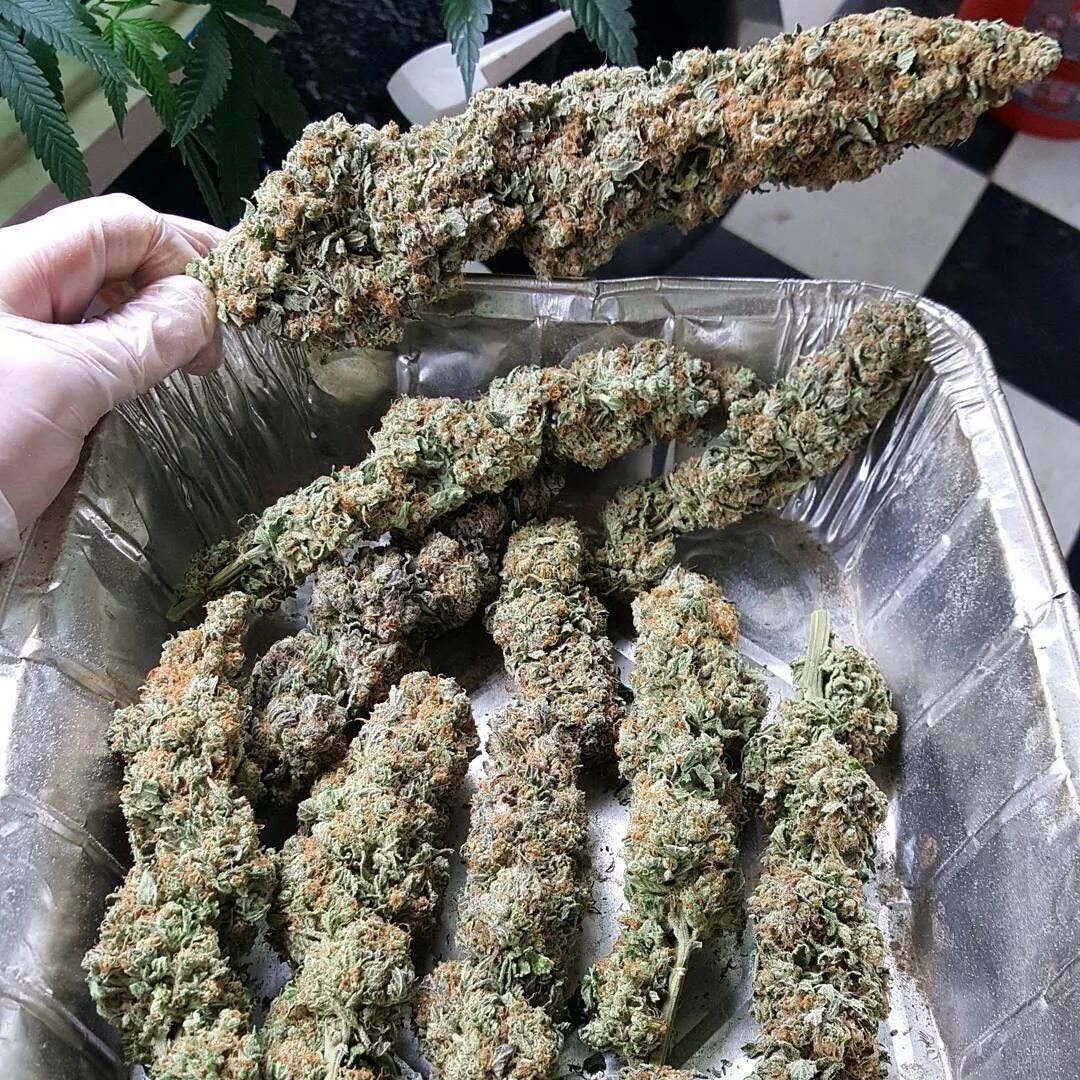 Herb Approach tweet media