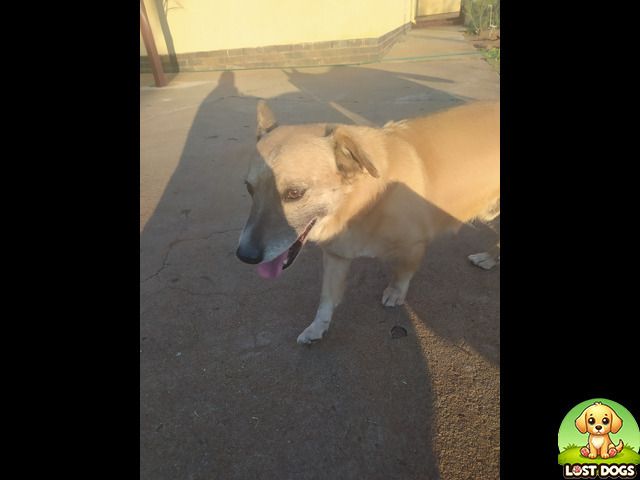 LostDogsSA's tweet photo. 🐶 Lost in Orkney, North-West!  
A small brown Jack Russell with white paws and a drooping left ear.  
Seen him? Please contact us or share to help bring him home ❤️
Link: https://t.co/wGPJczCpCh https://t.co/eSmbollr2T