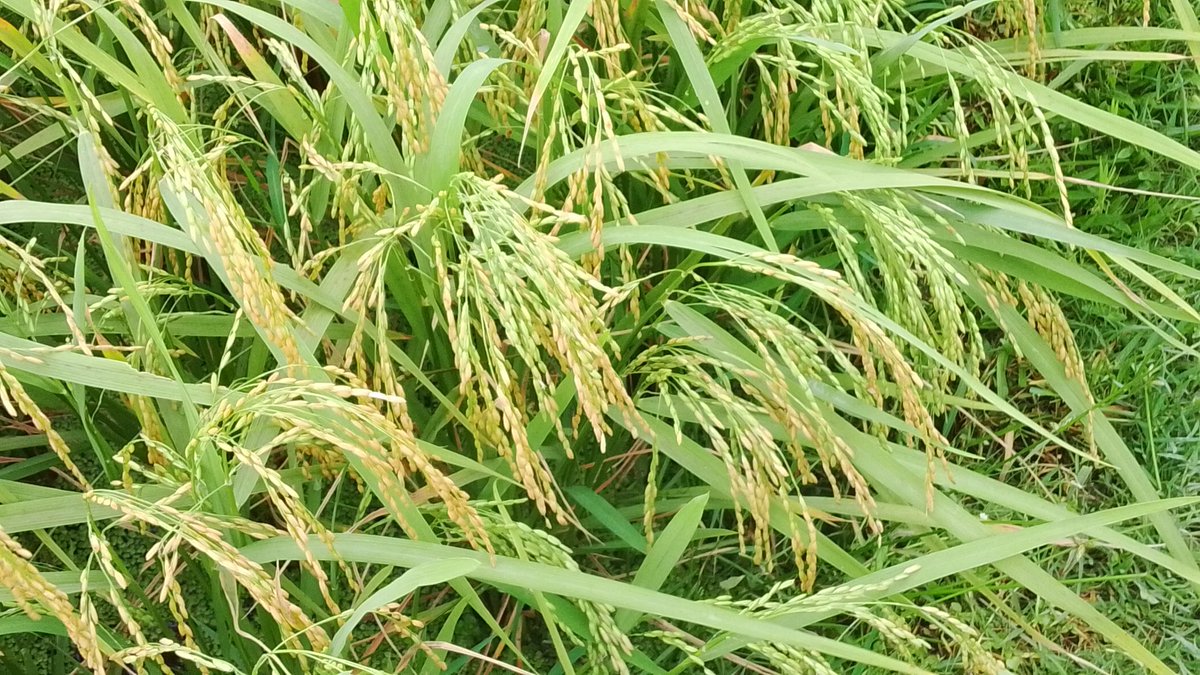 jisan2389's tweet image. #farmar
#Rice
Ah, my heart is filled. When the fruits of tireless hard work come home with a smile on my face.