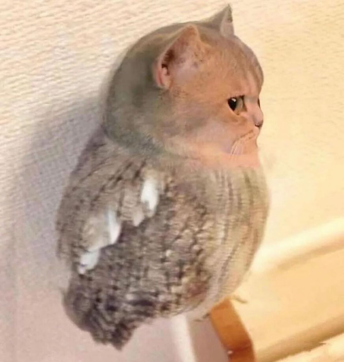Punch Cat tweet media