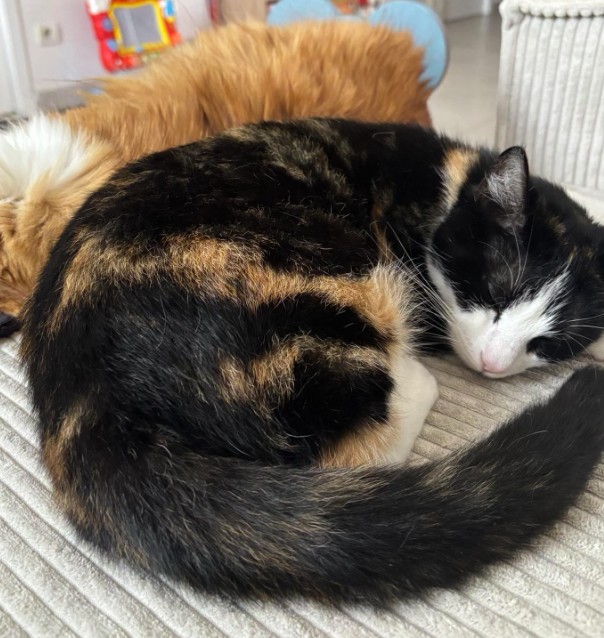 MissingTarn81's tweet image. 29.04.26 Perdue chatte tricolore à Pampelonne (vers maison de retraite). Tél : 06 76 80 26 09 ou contact facebook.com/enzo.murillo.1… #Tarn #chat