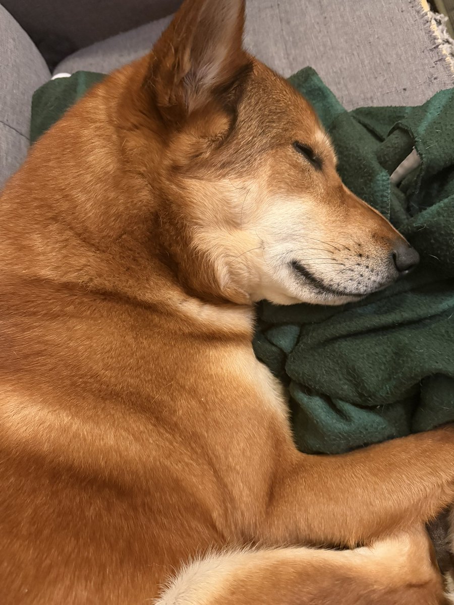 コリシ🐕と🦍 tweet media