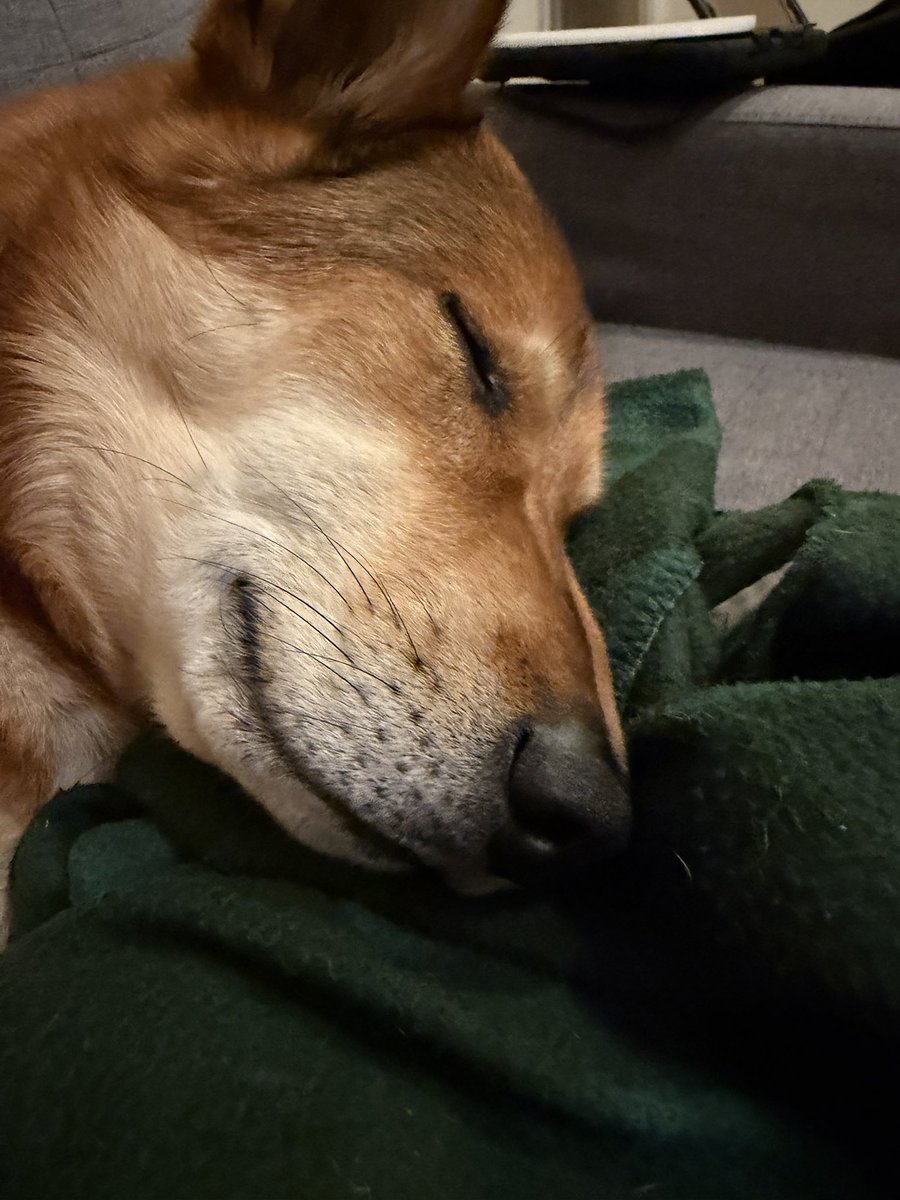 コリシ🐕と🦍 tweet media