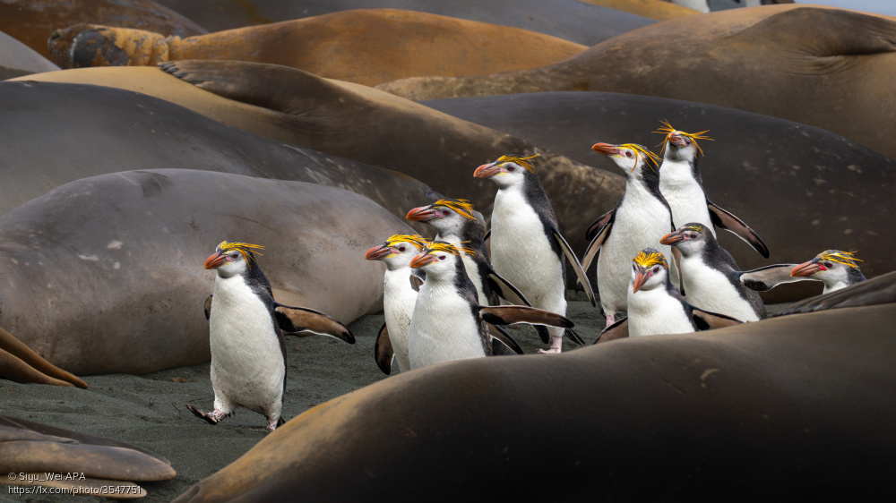 1x_com's tweet image. 'Walking between giants' by Siyu_Wei APA
1x.com/photo/3547751/… #animals #penguins #walruses #wildlifephotography