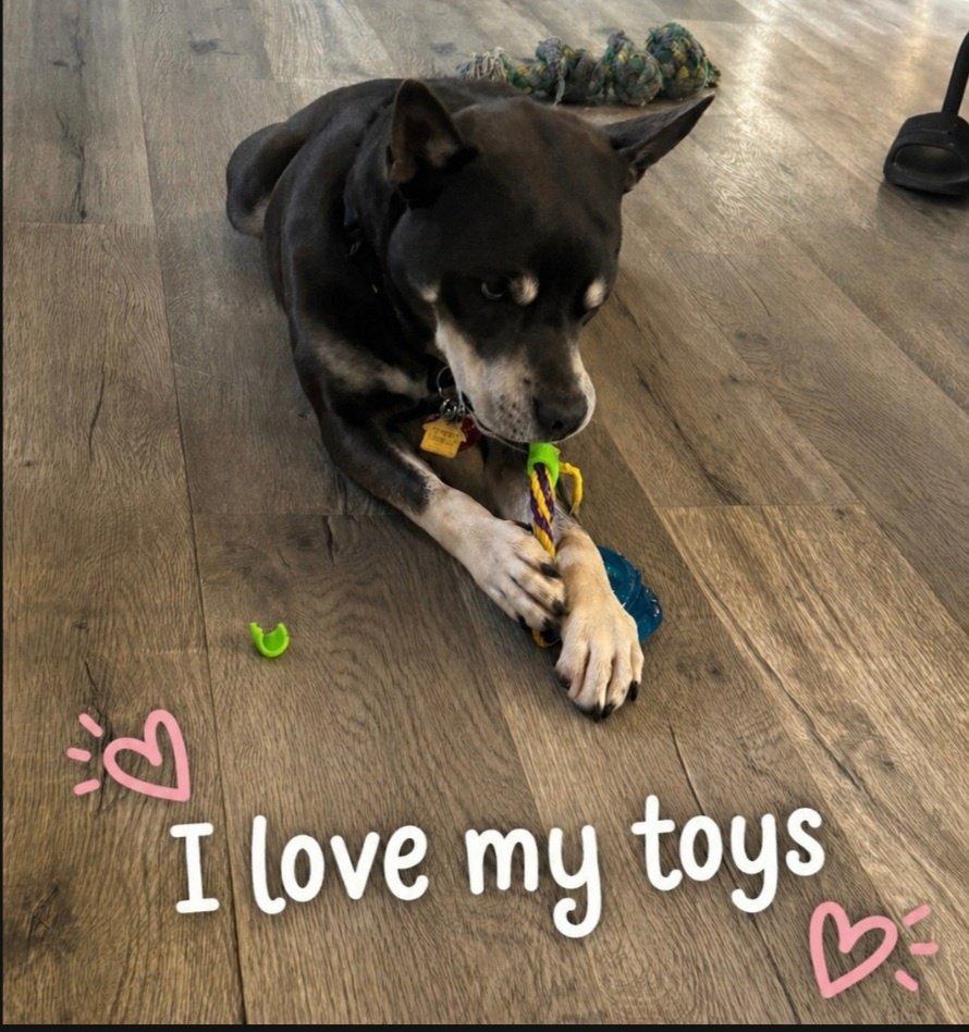 TAPNYACC's tweet image. 🎉🎊 Bluno 🎊🎉
#NYCACC #246954
Has been Rescued !🎉
Tysvm to
Pioneers for Animal Welfare Society Long Island Rescue❤️
Tyvm 2 yr #Foster♥️
 
Ty 2 all 4 Pledging +Sharing! We couldn't have done it 
w/o u💗
 
Donations Welcome:
paws-li.org