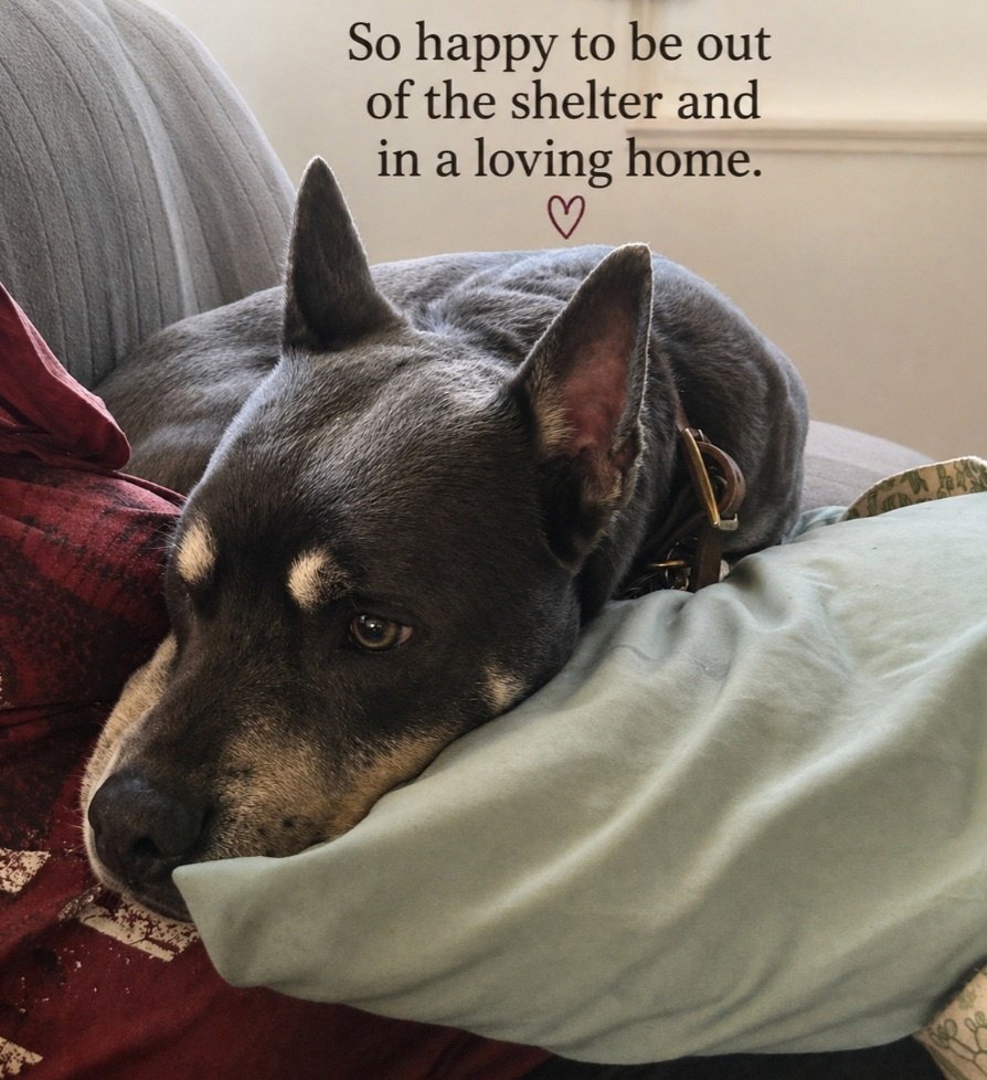 TAPNYACC's tweet image. 🎉🎊 Bluno 🎊🎉
#NYCACC #246954
Has been Rescued !🎉
Tysvm to
Pioneers for Animal Welfare Society Long Island Rescue❤️
Tyvm 2 yr #Foster♥️
 
Ty 2 all 4 Pledging +Sharing! We couldn't have done it 
w/o u💗
 
Donations Welcome:
paws-li.org