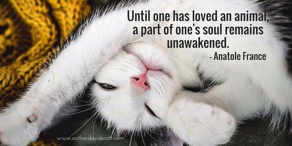 Suzanna_danna's tweet image. Until one has loved an animal,
 a part of one's soul remains
unawakened. - Anatole France
(¯`•.•´¯) (¯`•.•´¯)
*`•.¸(¯`•.•´¯)¸.•´
`•.¸.•´  💗☆.¸¸.•´¯`💫
#animals #kindness 
#loveofsilompresscon