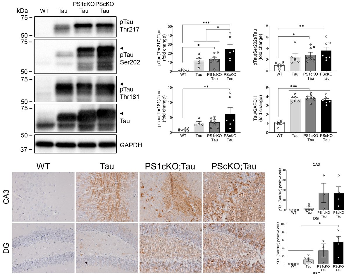 sauralab's tweet photo. Genetic inactivation of Presenilins in neurons drives tau phosphorylation and aggregation in vivo by activating Akt/PKB and impairing proteasome-mediated tau degradation. https://t.co/PEBfTQH0f8