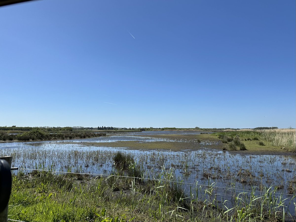 colinandjo1's tweet image. Visited Pennington Flash and Martin Mere today. Highlights - 5 SP Black-necked Grebes, 4 Common Terns, LRP (Pennington), 2 Wood Sands, 3+ Ad Med Gulls (Woodend Marsh, Rees Hide), 3 Med Gulls (1 2S, 2 Ad)(Mere, Martin Mere). Lots of butterflies.🪶🦋🌞❤️

#birds #ukbirds #birding