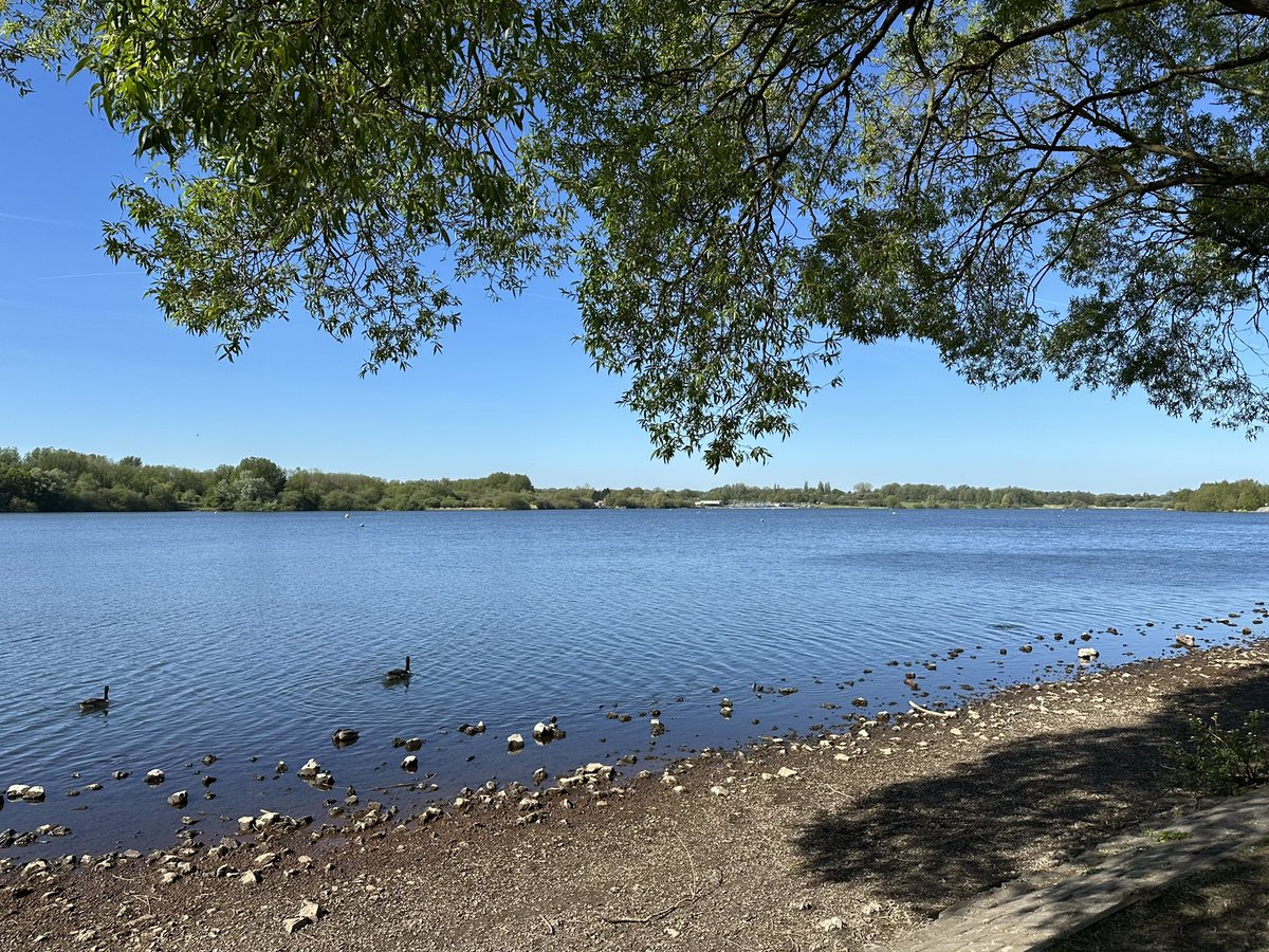 colinandjo1's tweet image. Visited Pennington Flash and Martin Mere today. Highlights - 5 SP Black-necked Grebes, 4 Common Terns, LRP (Pennington), 2 Wood Sands, 3+ Ad Med Gulls (Woodend Marsh, Rees Hide), 3 Med Gulls (1 2S, 2 Ad)(Mere, Martin Mere). Lots of butterflies.🪶🦋🌞❤️

#birds #ukbirds #birding