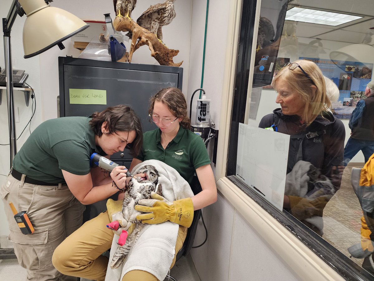 Alaska Raptor Center tweet media